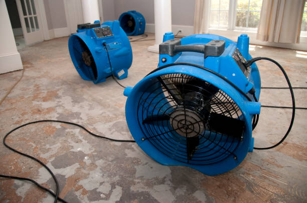 Best Water damage cleanup near me  in Adelino, NM